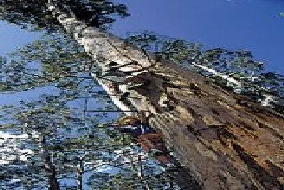 Fire Lookout Tree Pemberton-SW Fire Lookout Tree.jpg